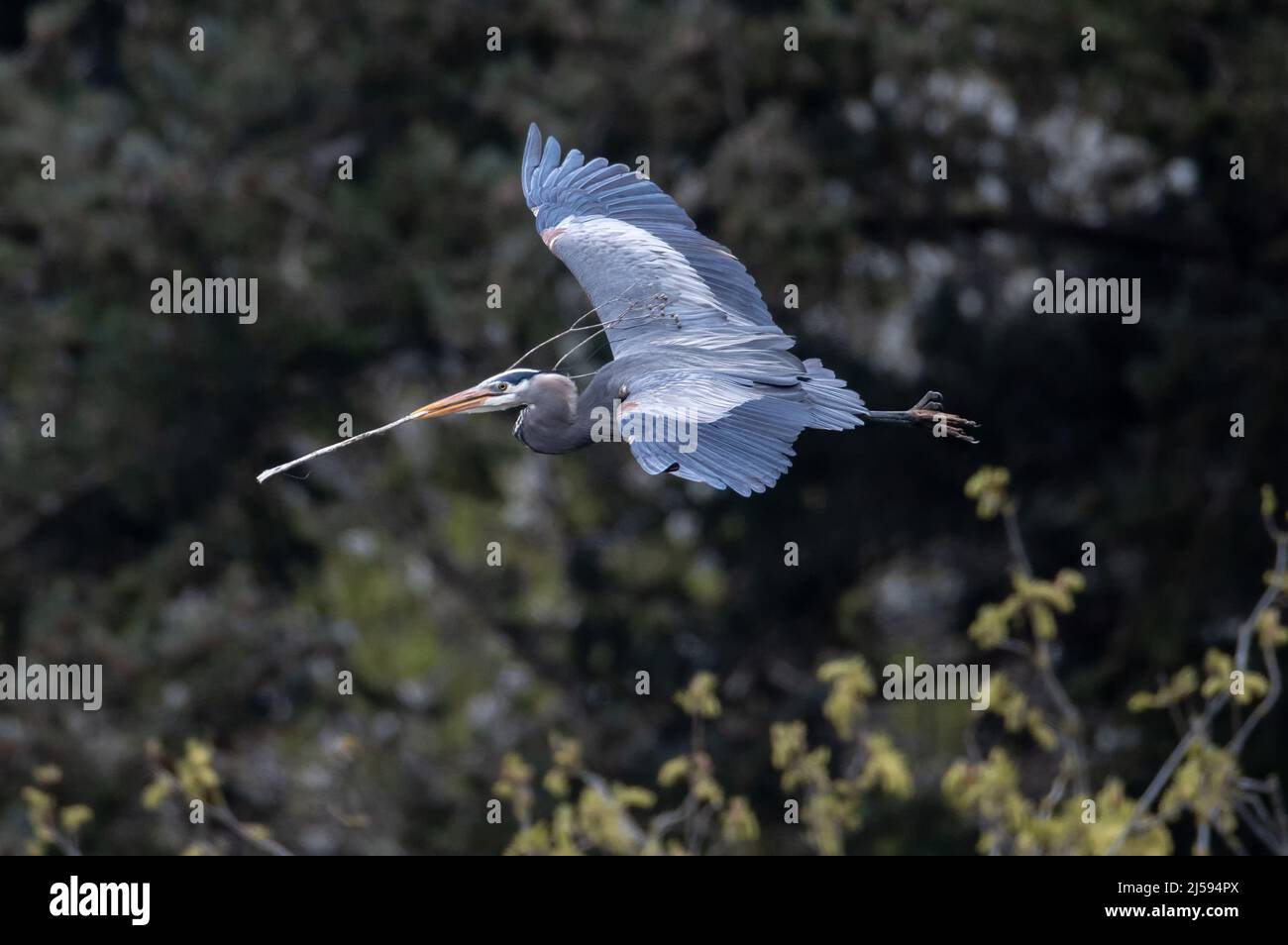 Grande airone blu nidificato a Vancouver BC Canada Foto Stock