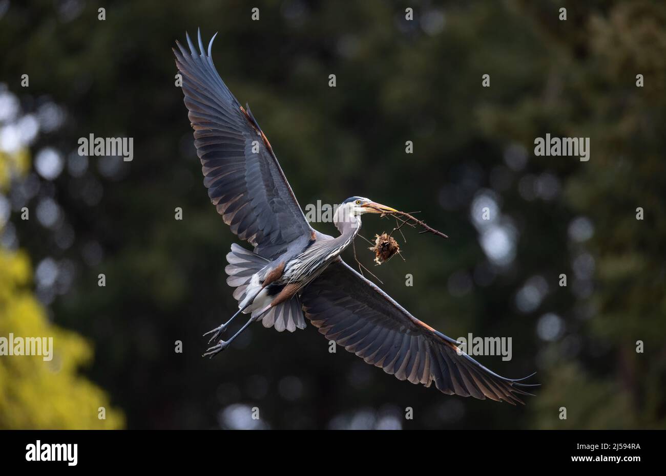 Grande airone blu nidificato a Vancouver BC Canada Foto Stock