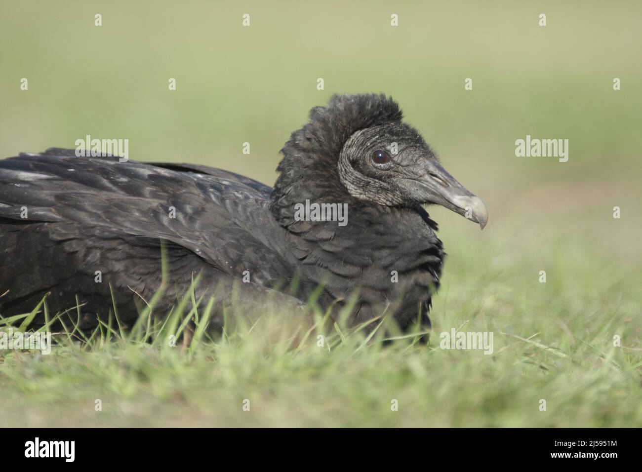 Black Vulture (Coragyps atratus) nel Myakka River state Park, Florida, USA Foto Stock