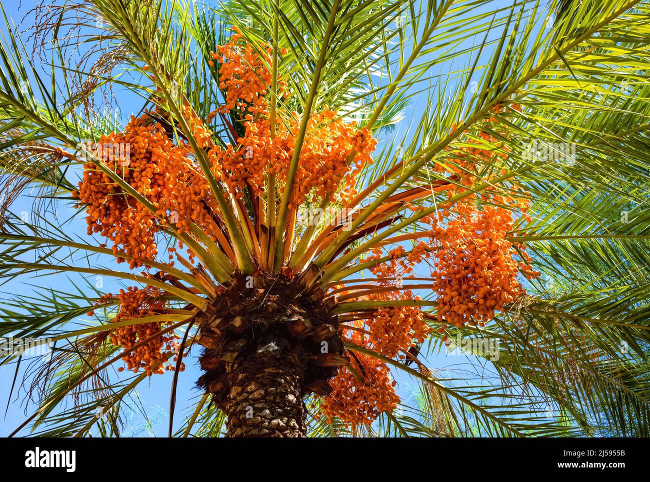 Un albero di palma di data rigoglioso e sano pieno di grappoli di data arancione che forniscono ombra in una giornata calda e soleggiata. Foto Stock