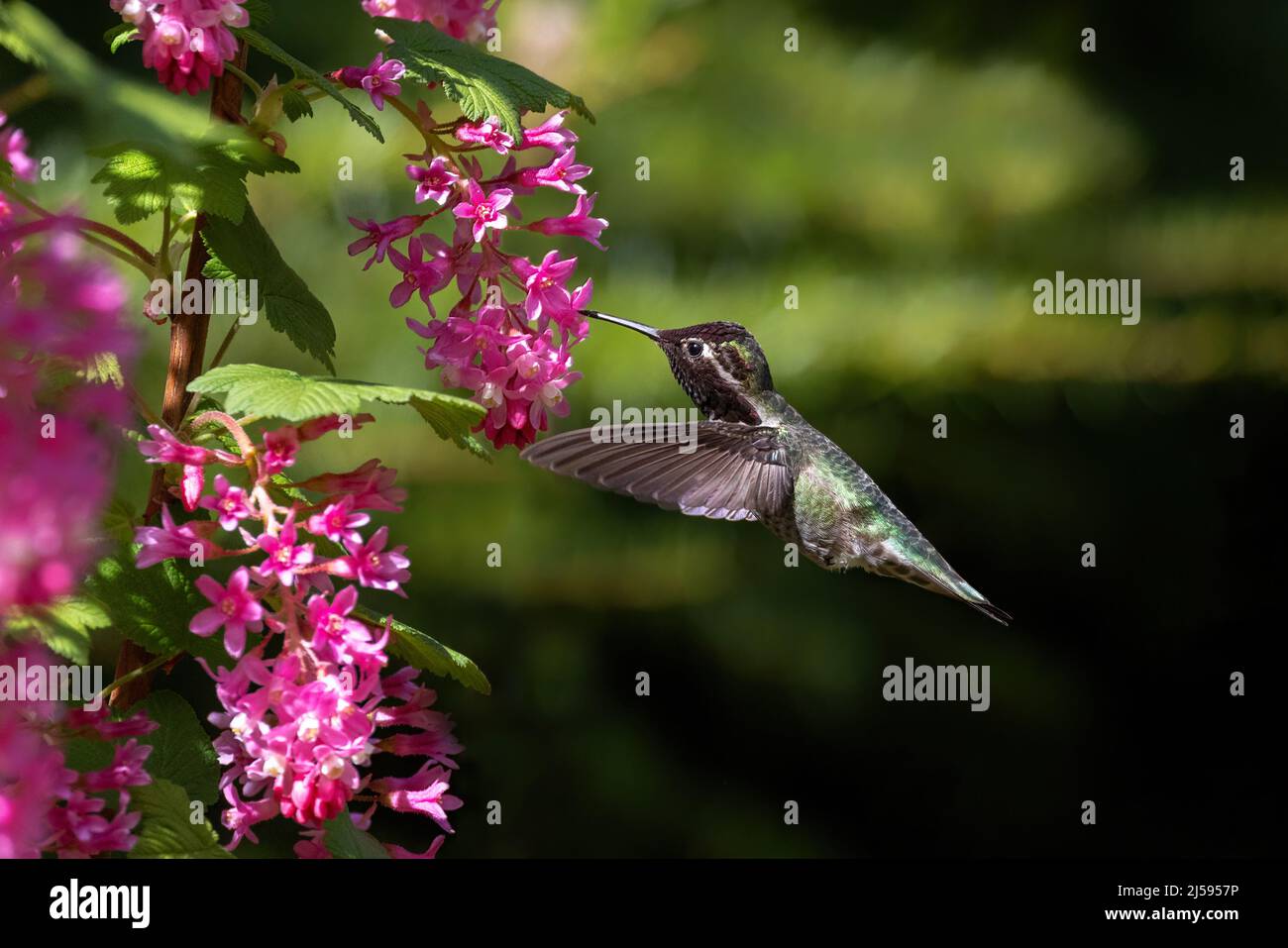 hummingbird e fiore di anna a Vancouver BC Canada Foto Stock