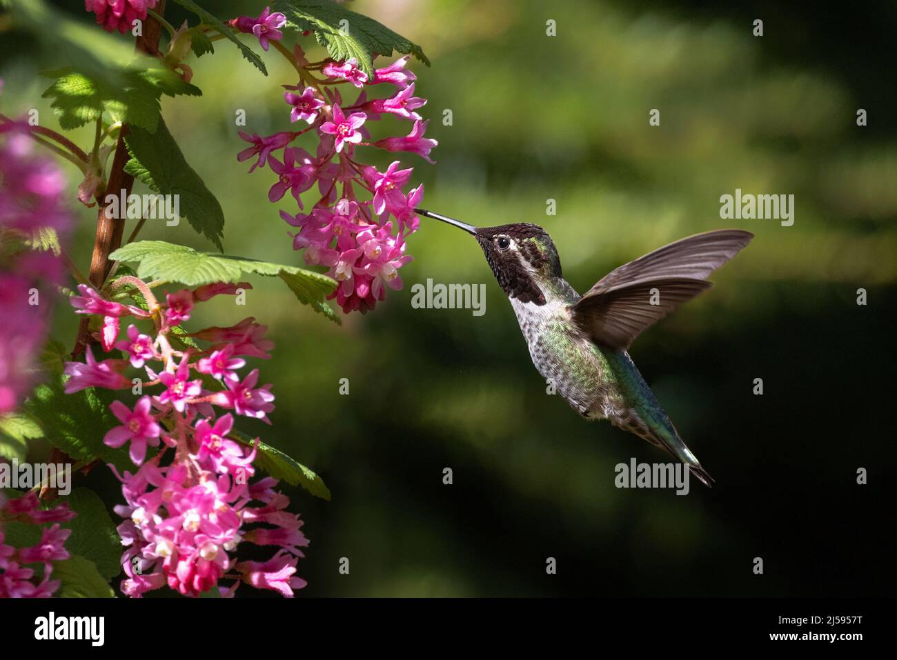 hummingbird e fiore di anna a Vancouver BC Canada Foto Stock