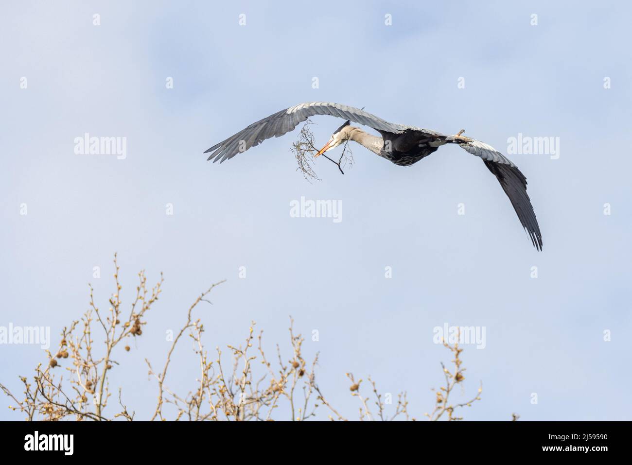 Grande airone blu nidificato a Vancouver BC Canada Foto Stock