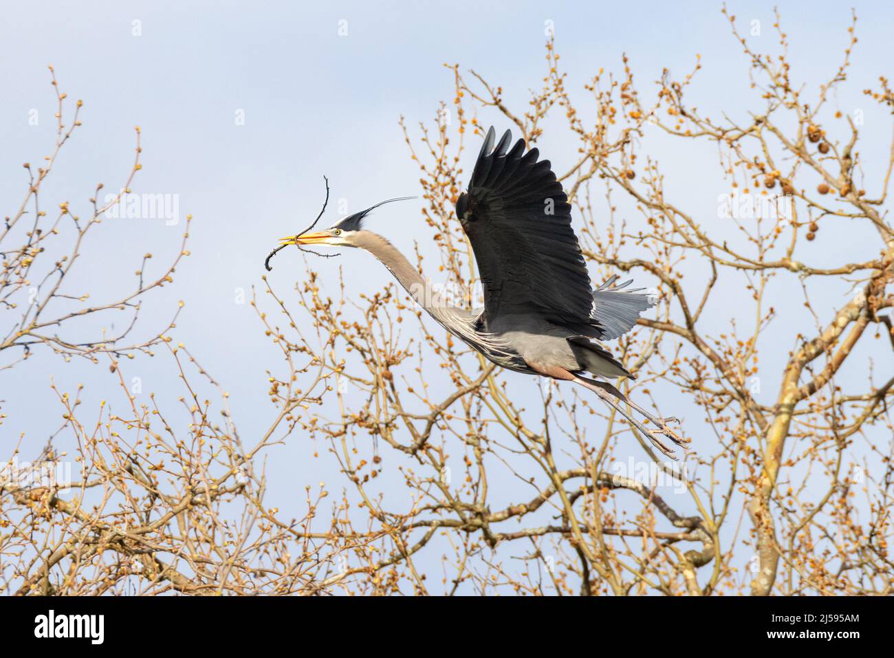 Grande airone blu nidificato a Vancouver BC Canada Foto Stock