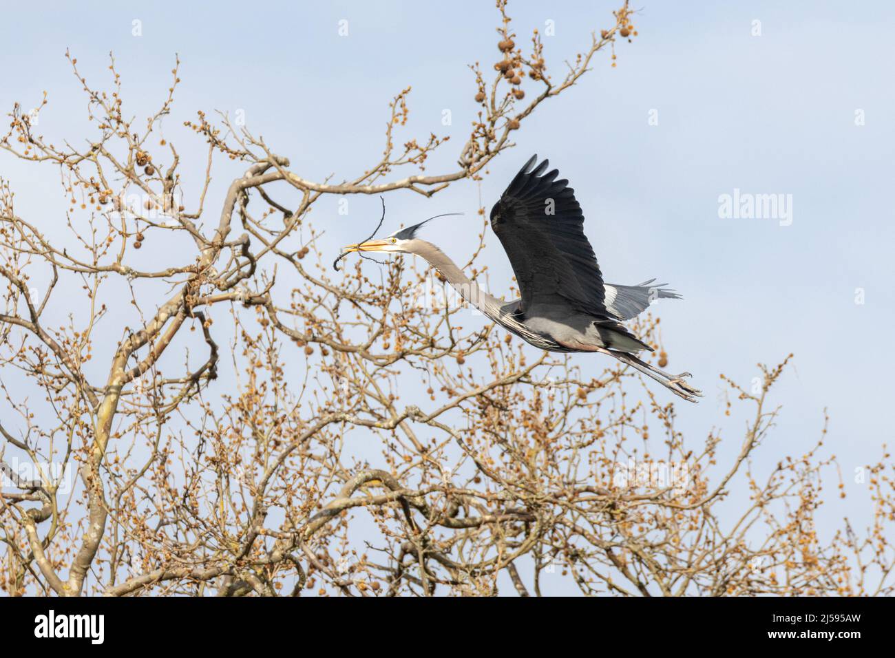 Grande airone blu nidificato a Vancouver BC Canada Foto Stock
