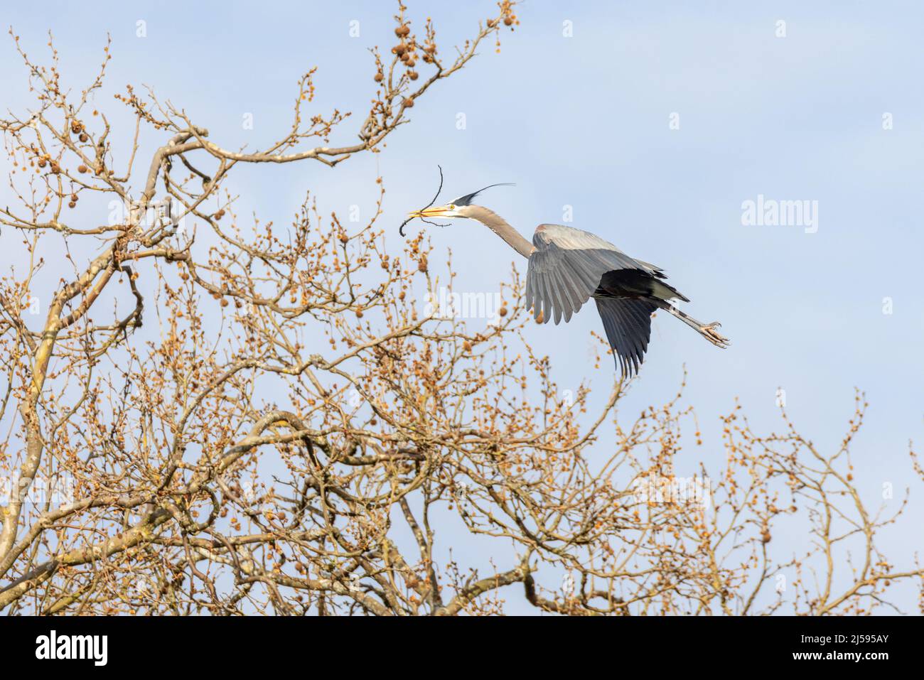 Grande airone blu nidificato a Vancouver BC Canada Foto Stock