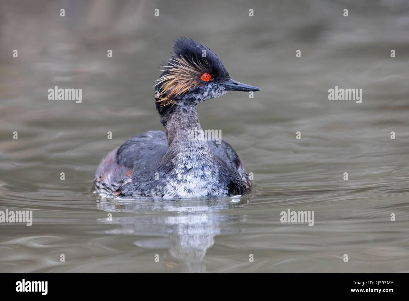 Uccello delle orecchie Grebe a Vancouver BC Canada Foto Stock
