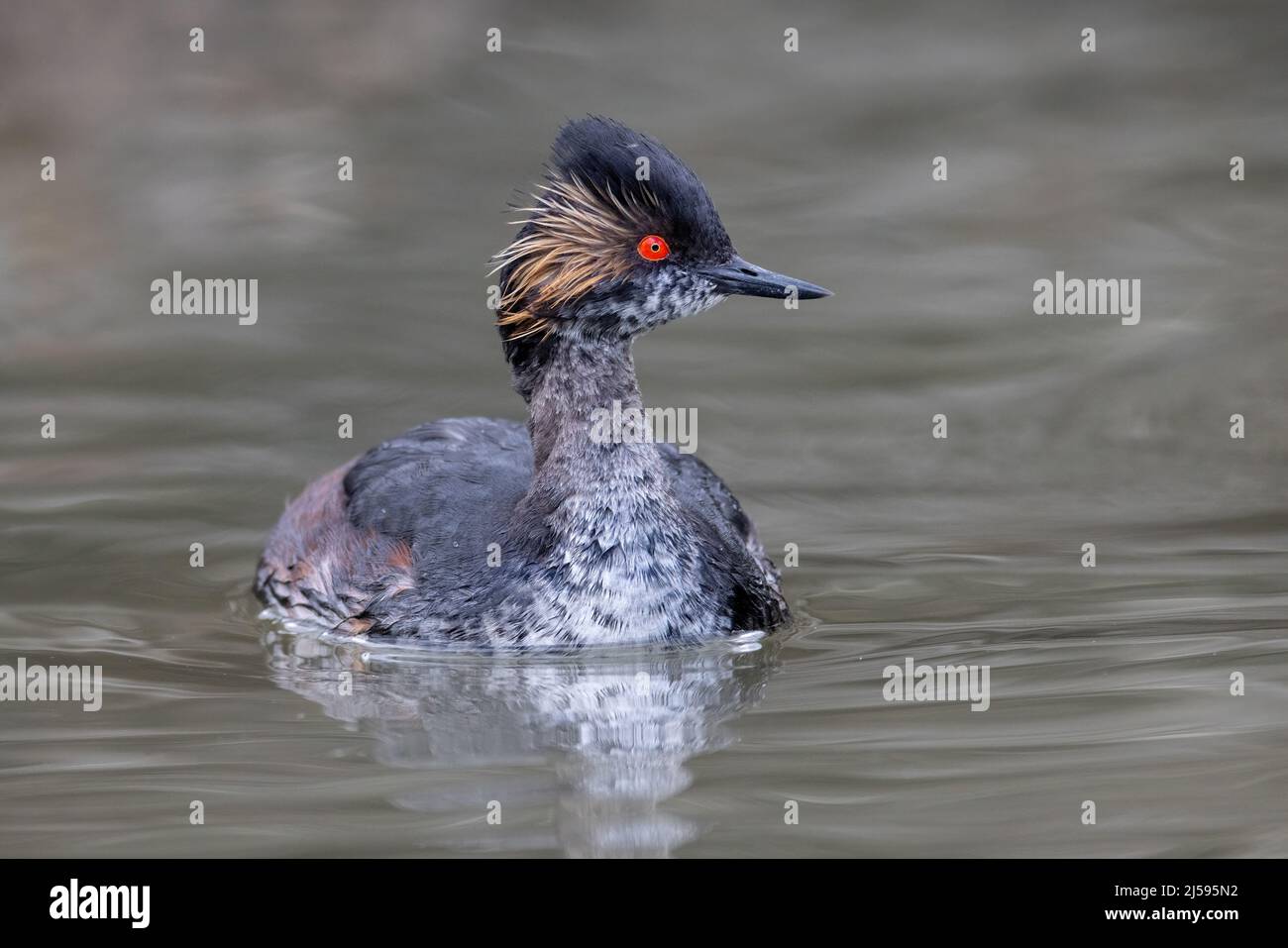 Uccello delle orecchie Grebe a Vancouver BC Canada Foto Stock