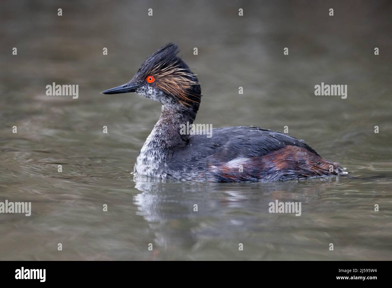 Uccello delle orecchie Grebe a Vancouver BC Canada Foto Stock