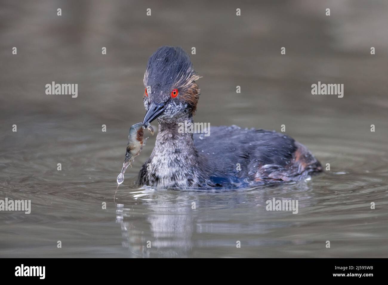 Uccello delle orecchie Grebe a Vancouver BC Canada Foto Stock