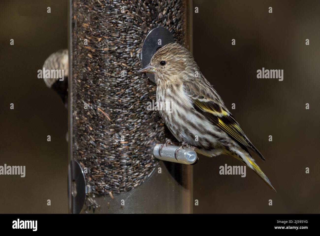 Pine lucherino bird a Vancouver BC Canada Foto Stock