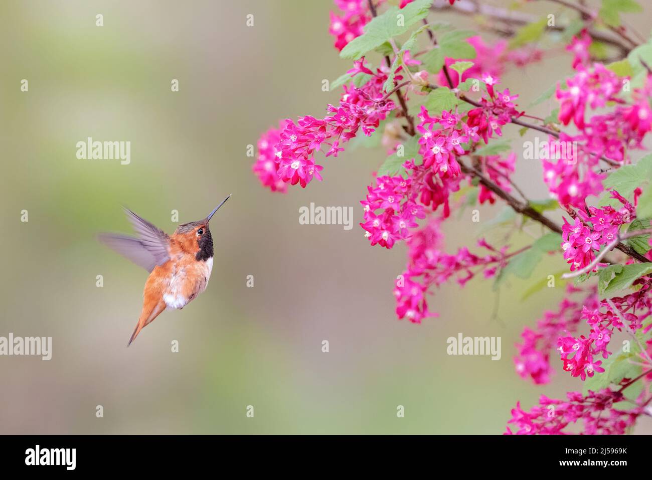 Rufous Hummingbird e fiore a Vancouver BC Canada Foto Stock