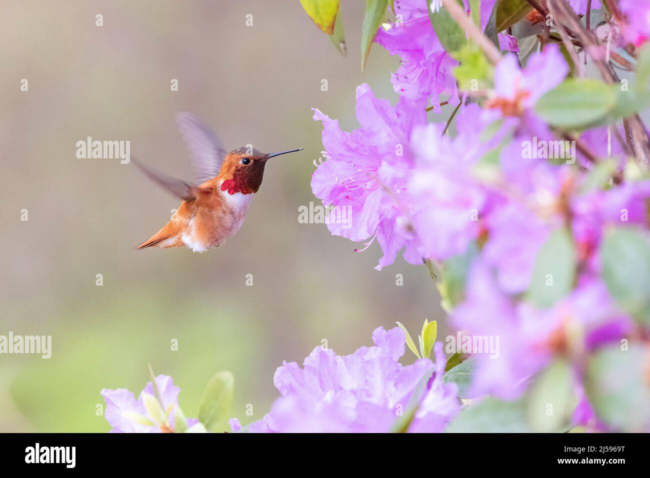 Rufous Hummingbird e fiore a Vancouver BC Canada Foto Stock