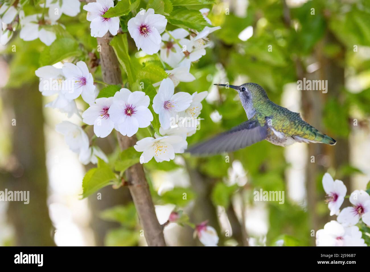 Hummingbird femminile di anna e fiore a Vancouver BC Canada Foto Stock