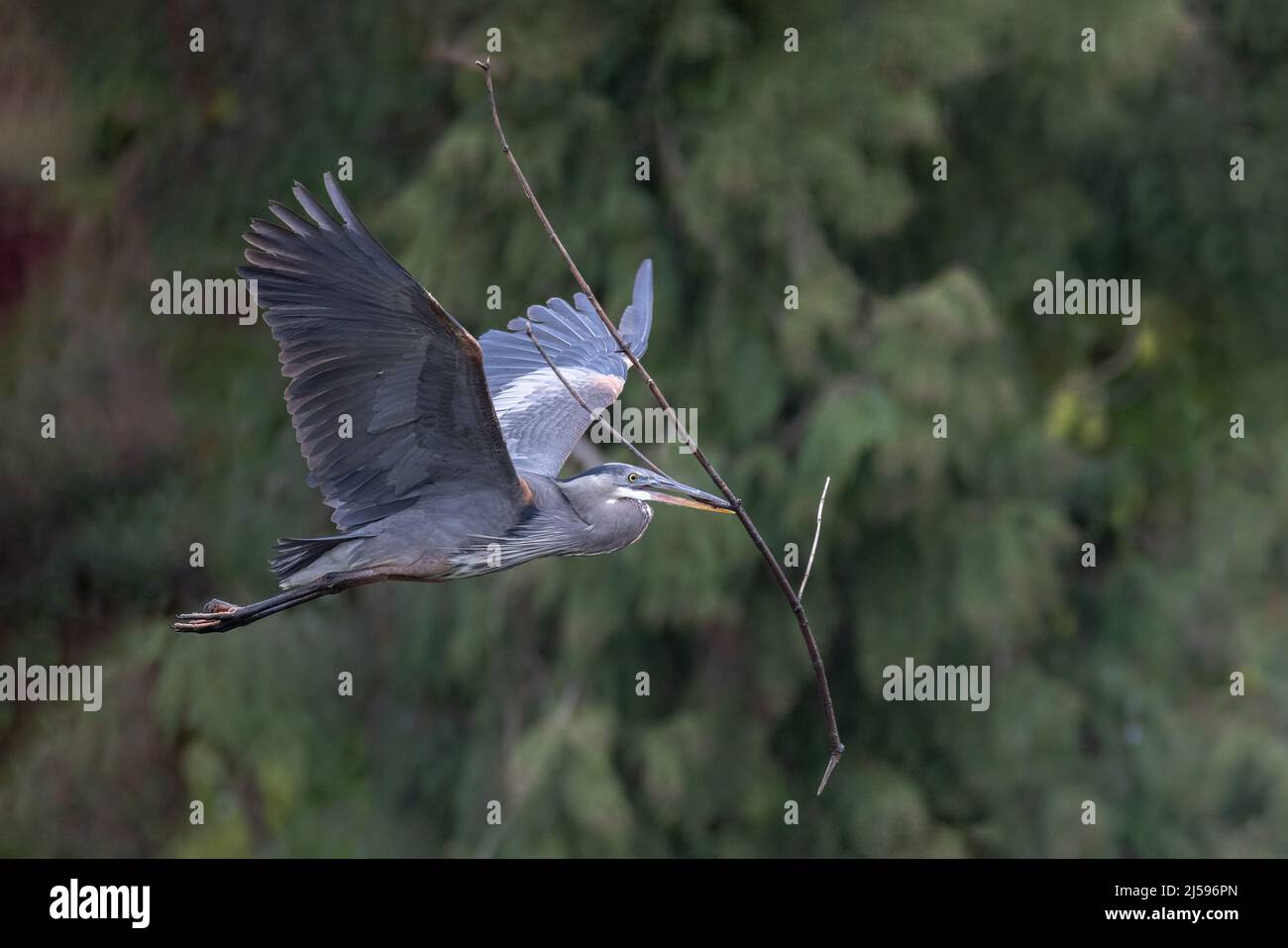 Grande airone blu nidificato a Vancouver BC Canada Foto Stock