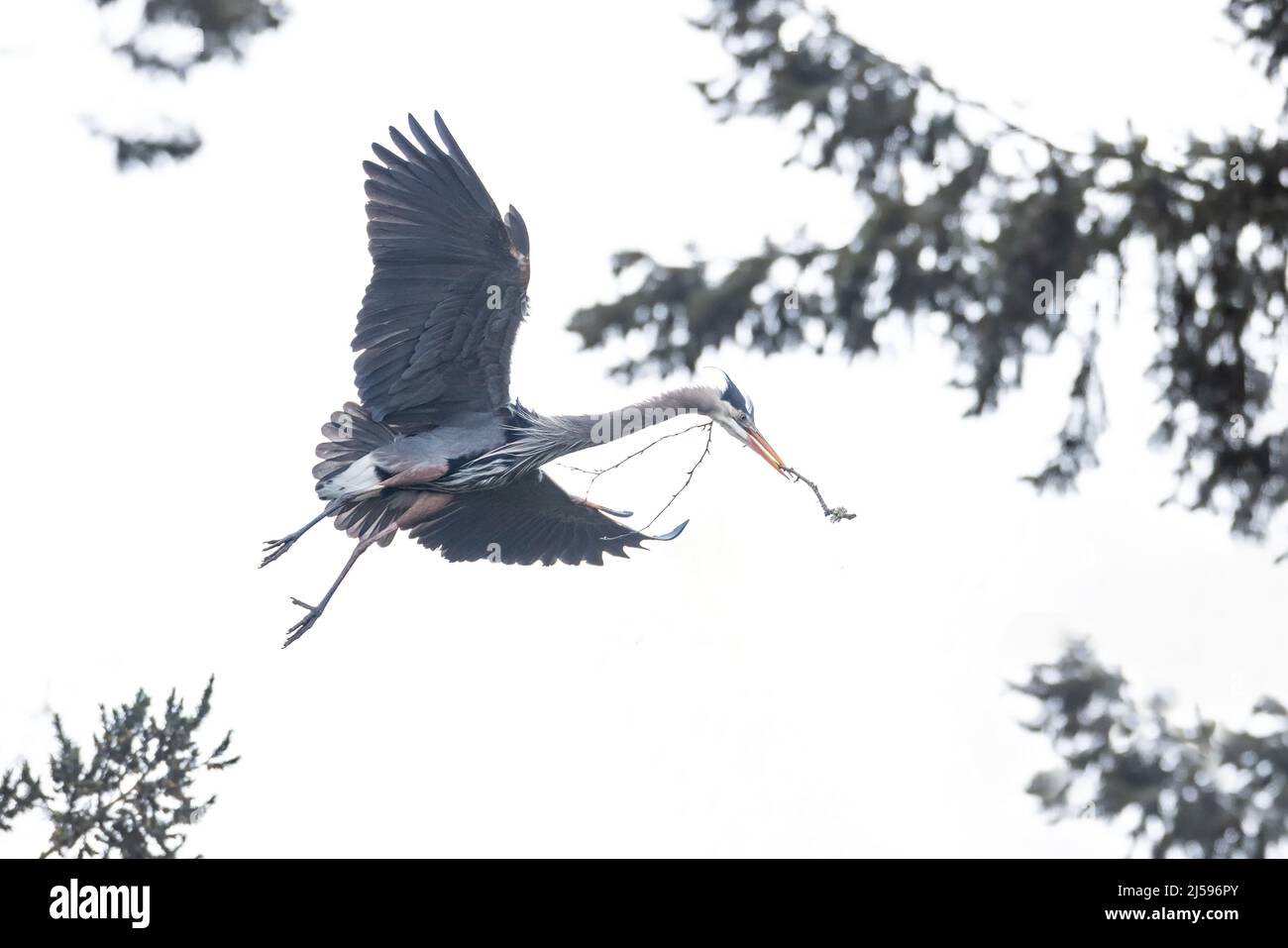 Grande airone blu nidificato a Vancouver BC Canada Foto Stock