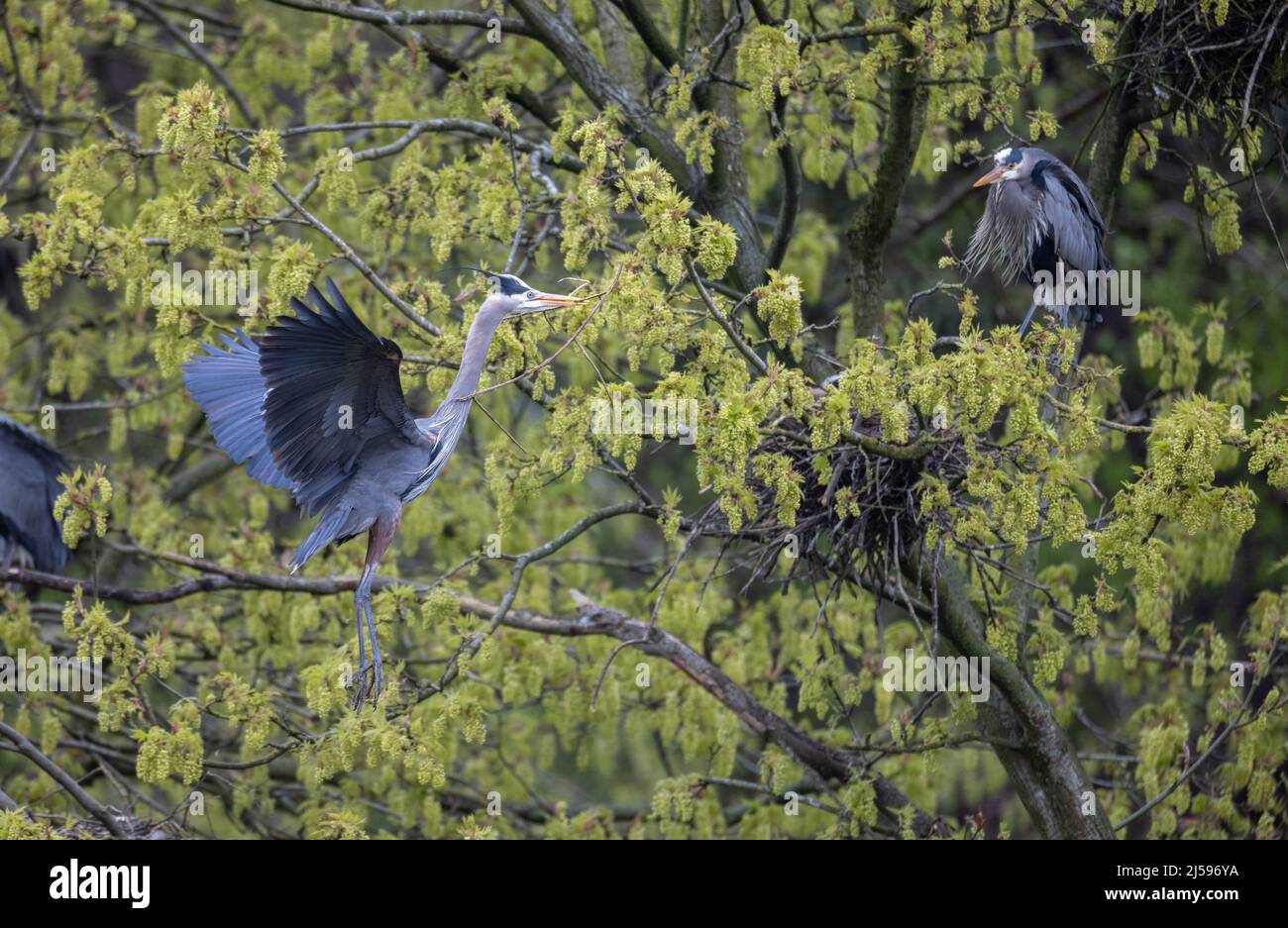 Grande airone blu nidificato a Vancouver BC Canada Foto Stock