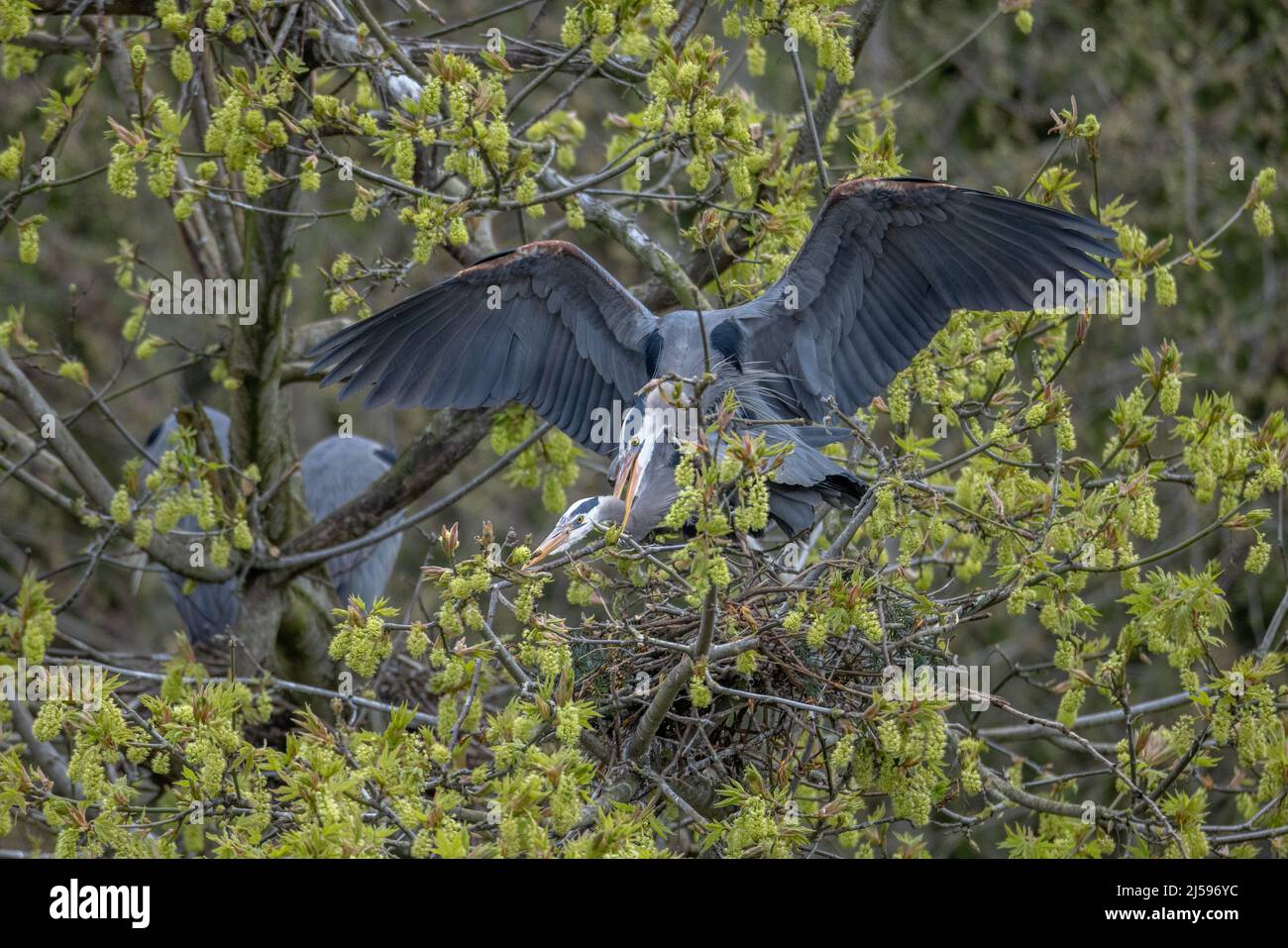 Grande airone blu nidificato a Vancouver BC Canada Foto Stock