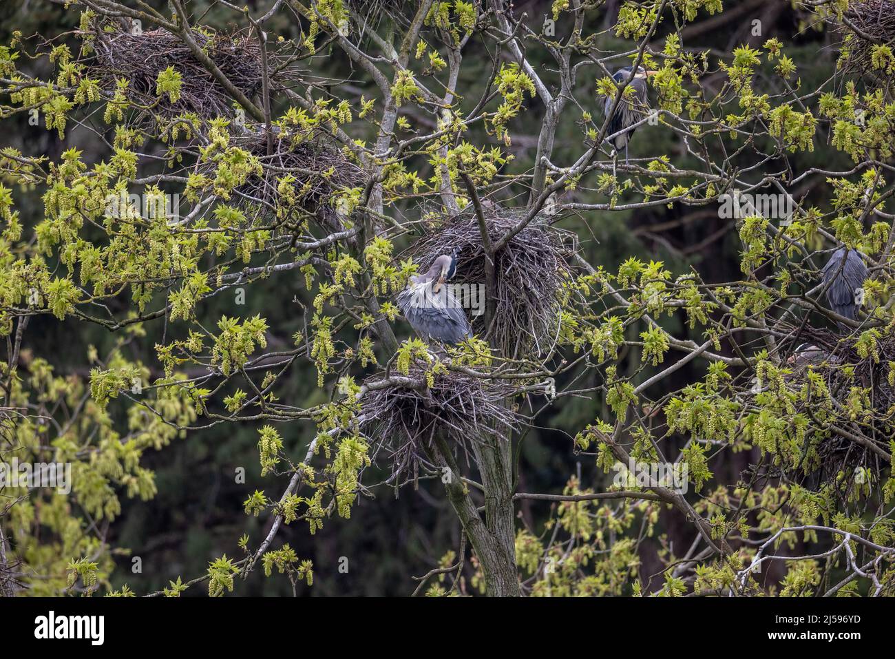 Grande airone blu nidificato a Vancouver BC Canada Foto Stock