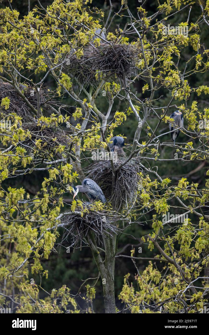 Grande airone blu nidificato a Vancouver BC Canada Foto Stock