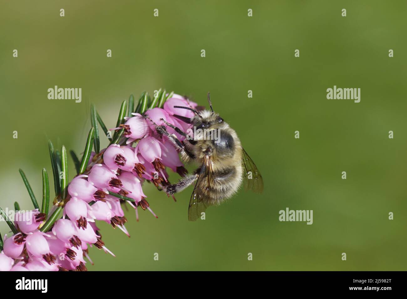 Primo piano l'ape dei fiori (piume di Anthophora) sui fiori della brughiera invernale (Erica carnea). Giardino olandese, primavera, aprile, Paesi Bassi Foto Stock