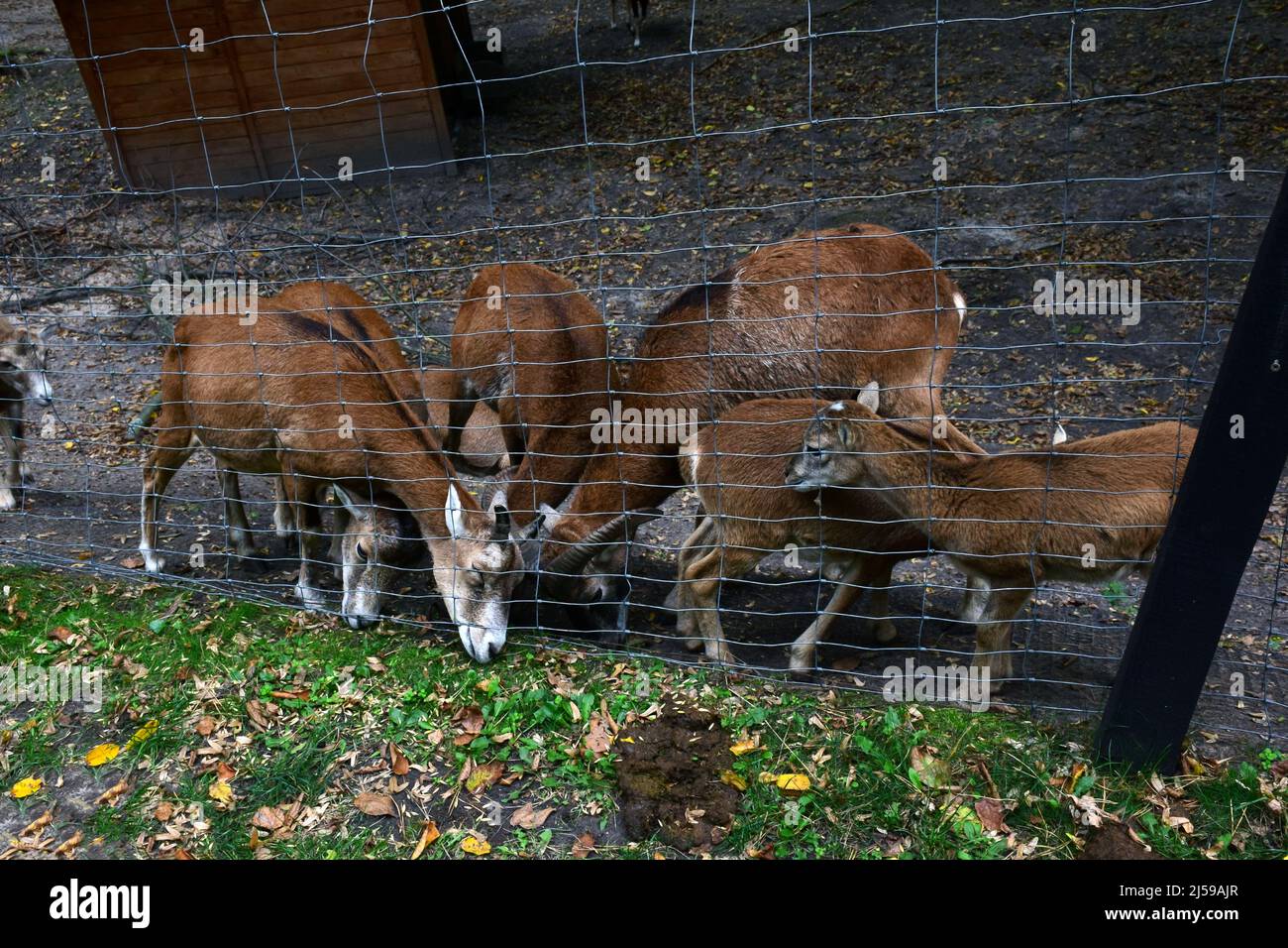 Diverse capre selvatiche marroni e bambini in un filo Corral mangiare erba Foto Stock