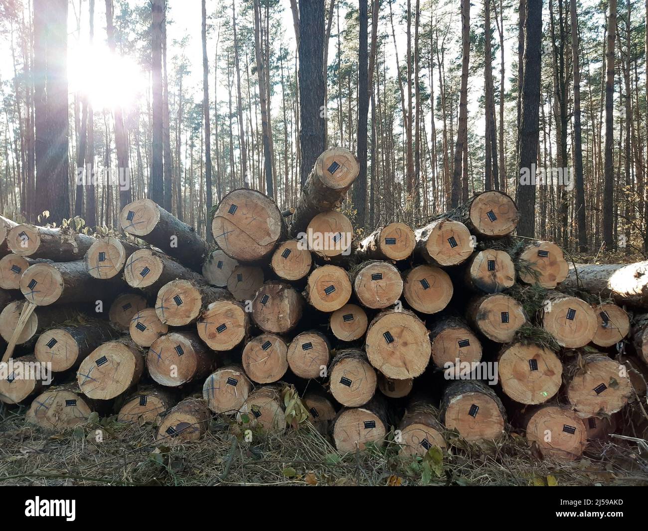 Un mucchio di tronchi di alberi tagliati per la vendita con codici alle estremità per l'idoneità della loro vendita. Dietro di loro alberi crescenti Foto Stock