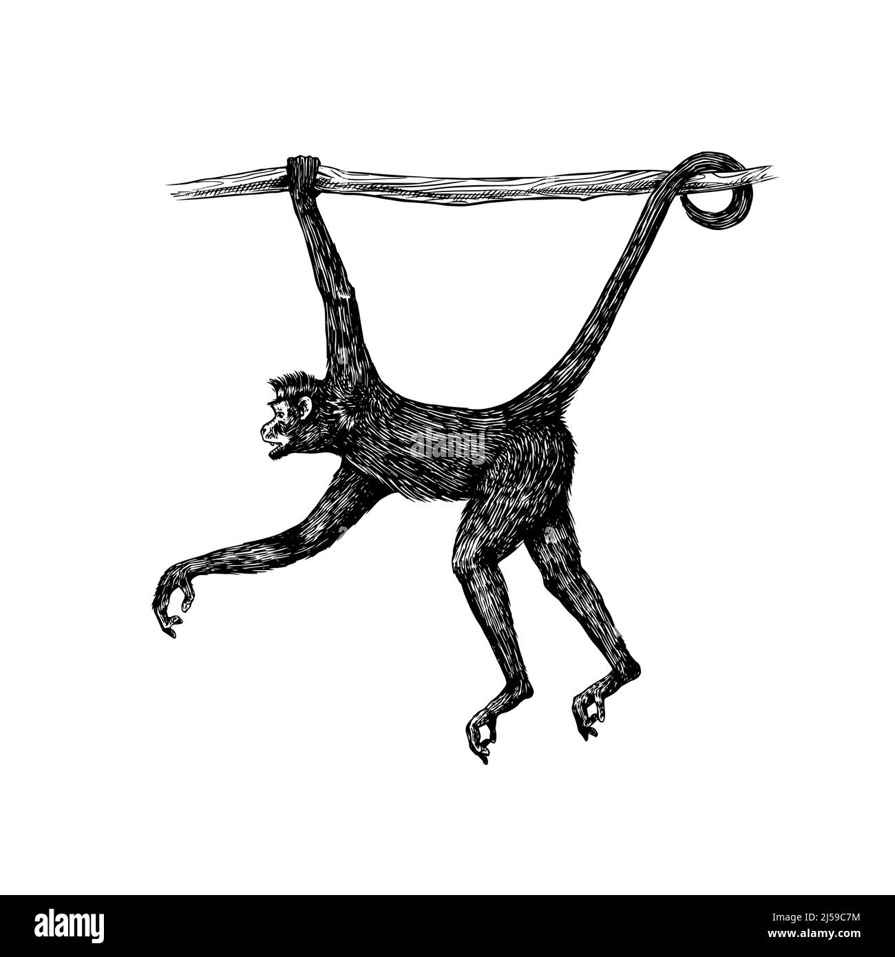 Scimmia ragno o muriqui sud appeso su un albero. Disegno inciso a mano in stile legno. Illustrazione vettoriale in stile vintage. Illustrazione Vettoriale