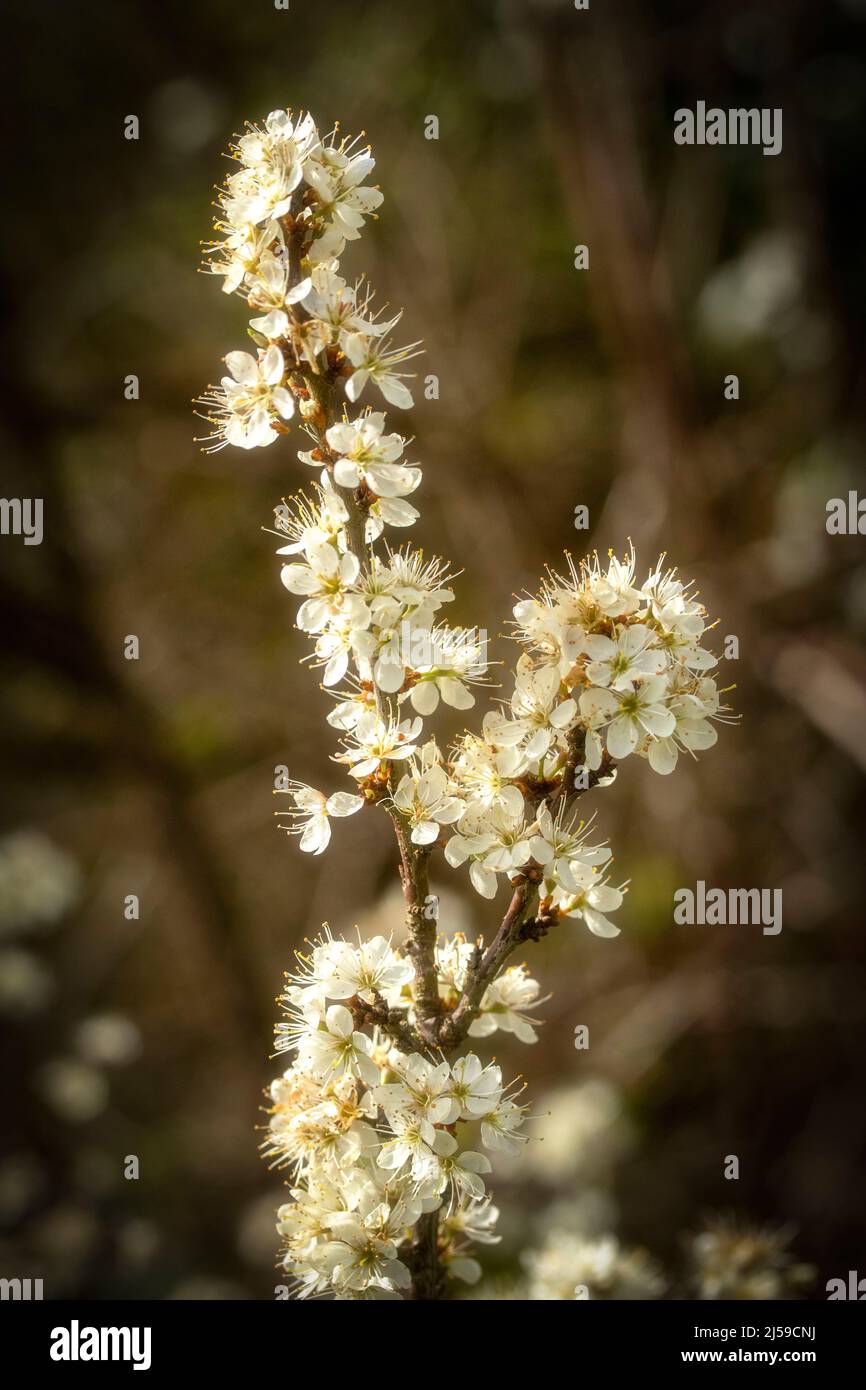 Prunus spinosa, spina nera, fiorita sotto il sole della tarda primavera in Inghilterra Foto Stock