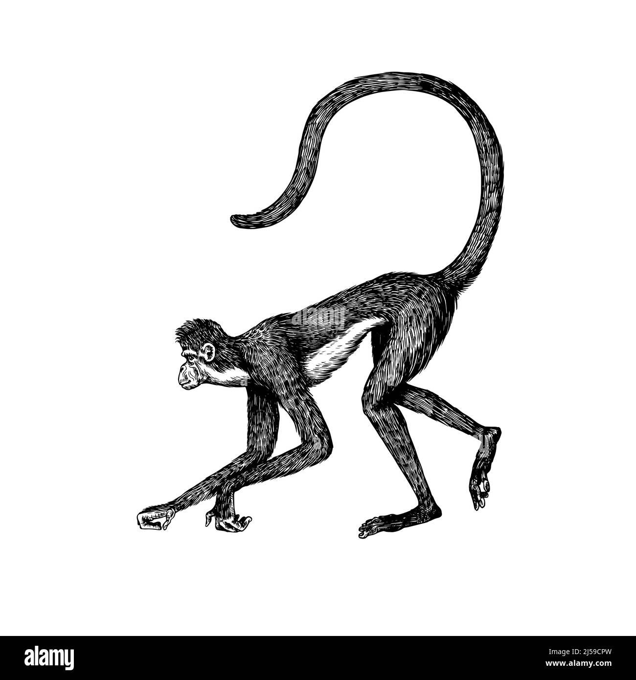 La scimmia ragno o il muriqui meridionale è strisciante in stile vintage. Disegno inciso a mano in stile legno. Illustrazione Vettoriale