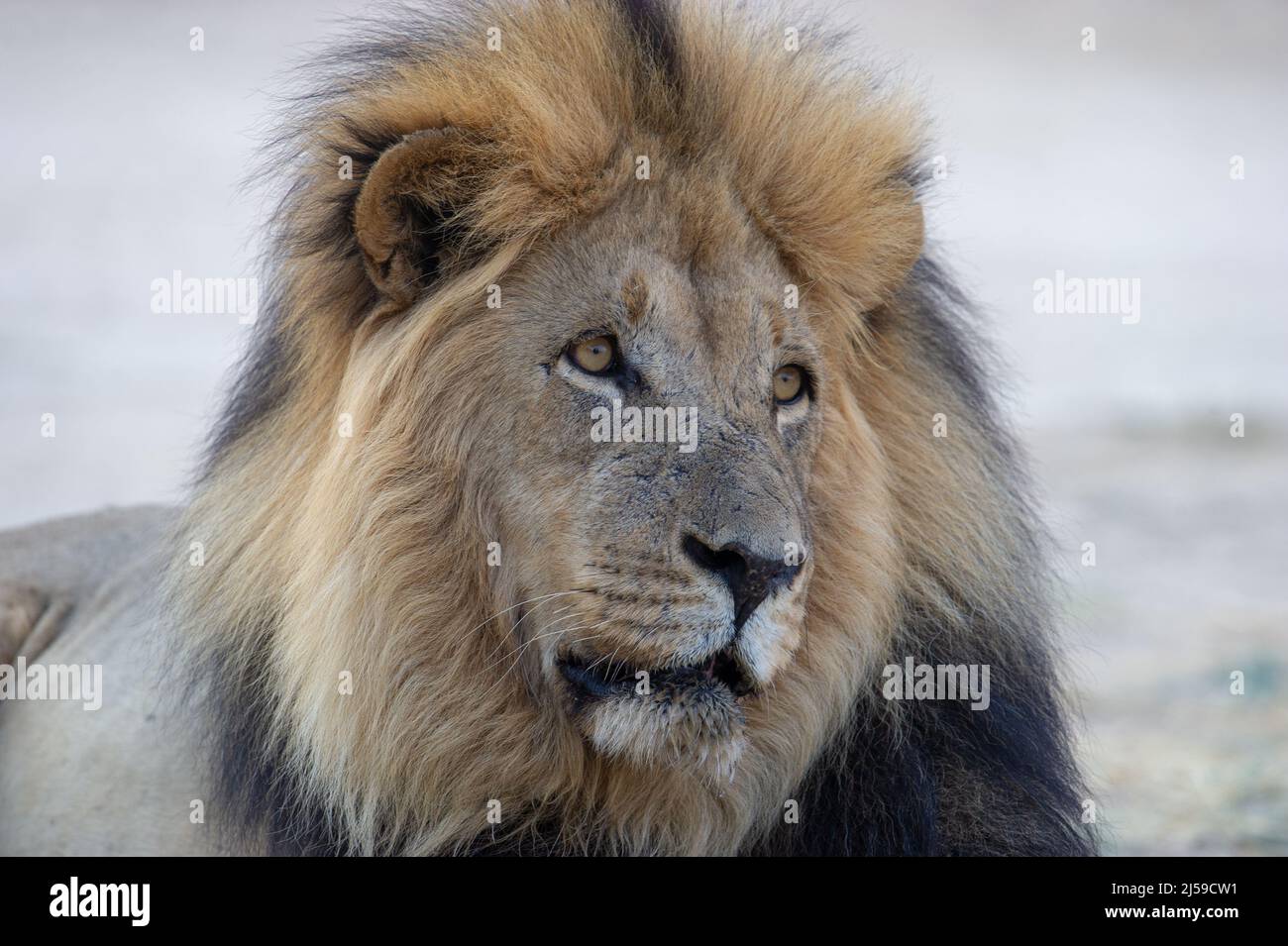 Leone (Panthera leo) Kgalagadi Parco transfrontaliero, Sudafrica Foto Stock