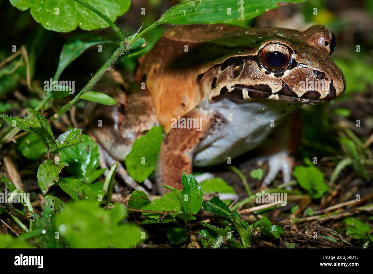 Selvaggio rana dalla punta sottile specie di rana leptodactylid (Leptodactylus savagei), Parque Nacional Volcán Arenal, Costa Rica, America Centrale Foto Stock