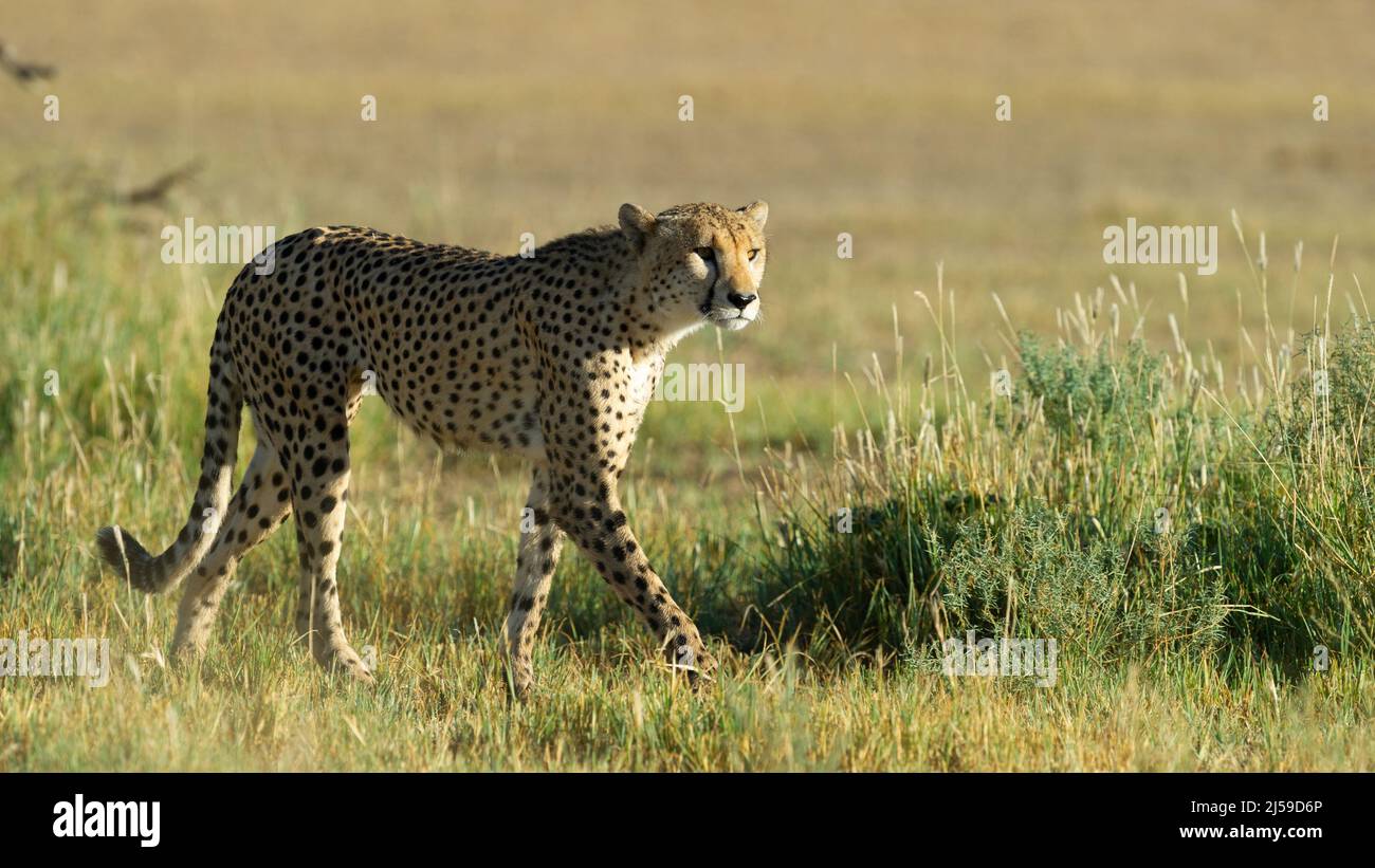 Cheetah ( Acinonyx jubatus ) Parco transfrontaliero di Kgalagadi, Sudafrica Foto Stock