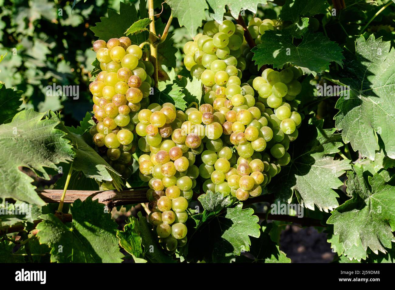 Primo piano di uve bianche biologiche mature e foglie verdi in vigna in una giornata di sole autunnale Foto Stock