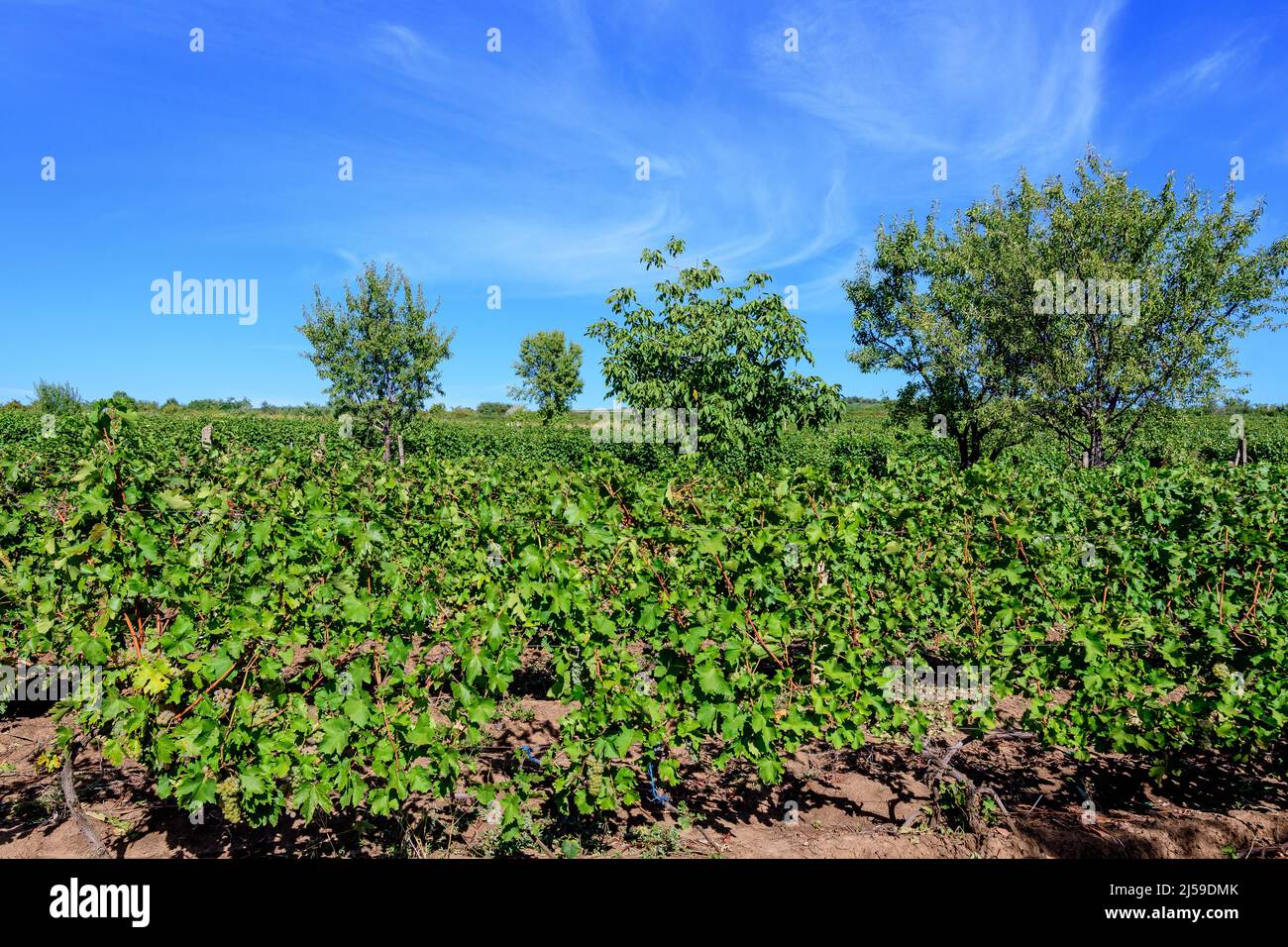 Fila con grandi piante con molte uve biologiche mature e foglie verdi in vigna in una giornata di sole autunno Foto Stock
