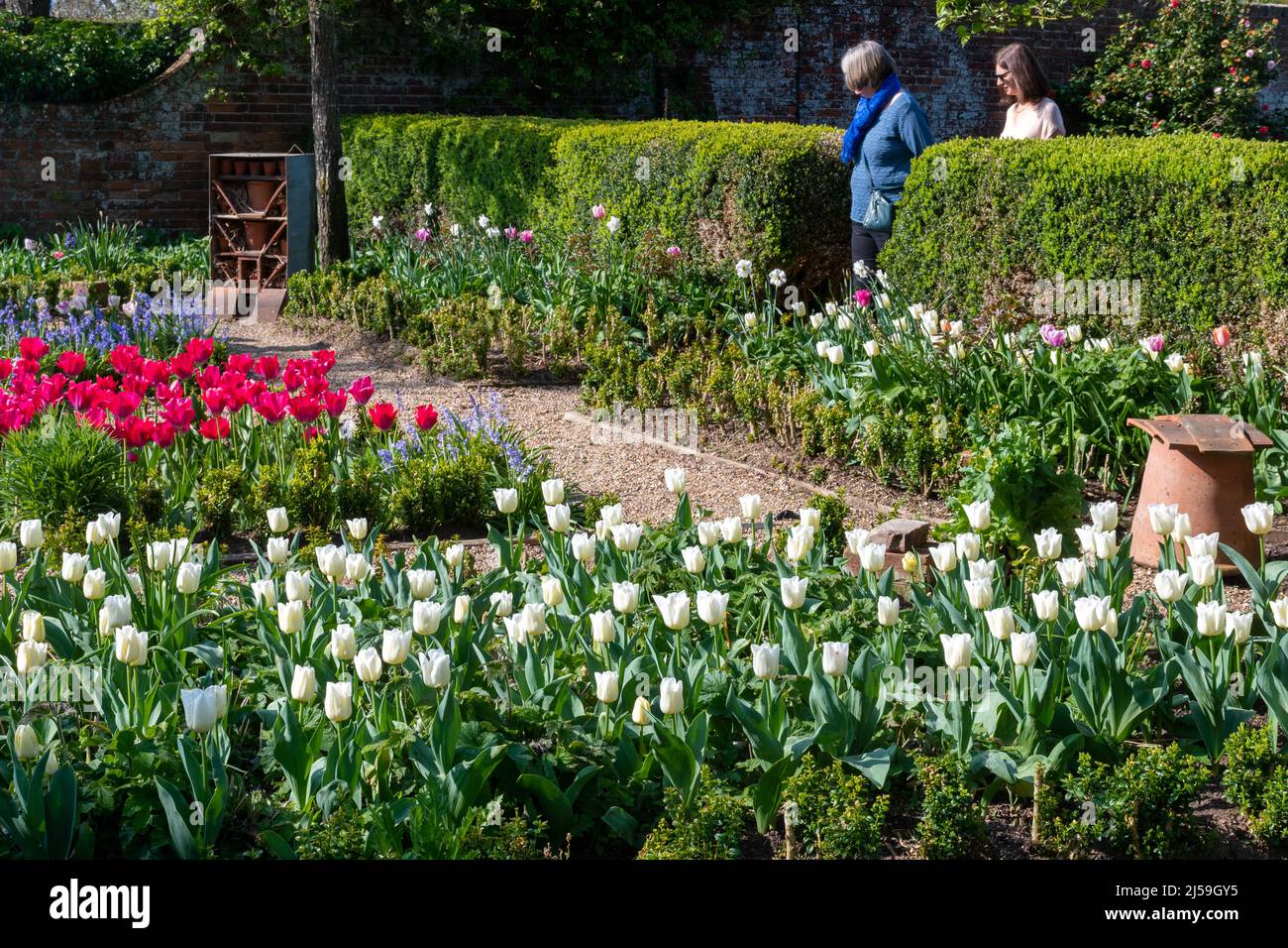 Festival di tulipani primaverili di Dunsborough Park a Surrey, Inghilterra, Regno Unito, nel mese di aprile Foto Stock