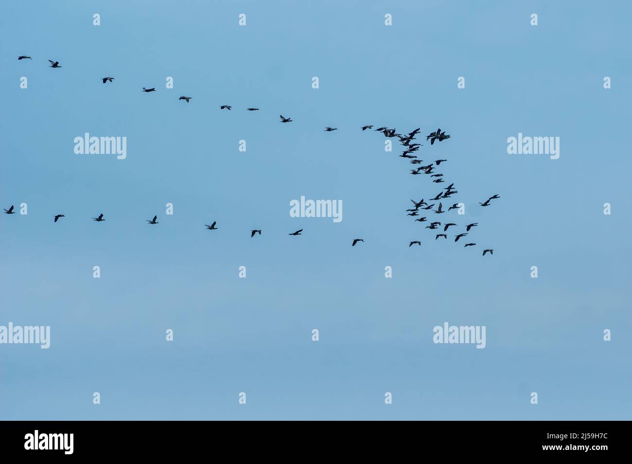 Spiedino cormorano a doppia cresta durante la migrazione primaverile di aprile Foto Stock