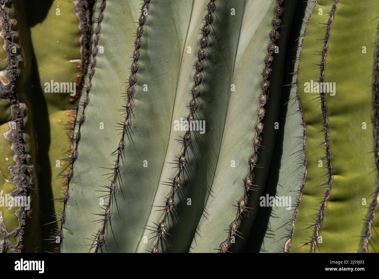 Estremo primo piano di costole sui tronchi di un succulento cardone gigante messicano, pachycereus pringlei, nel deserto di sonora in Messico. Foto Stock