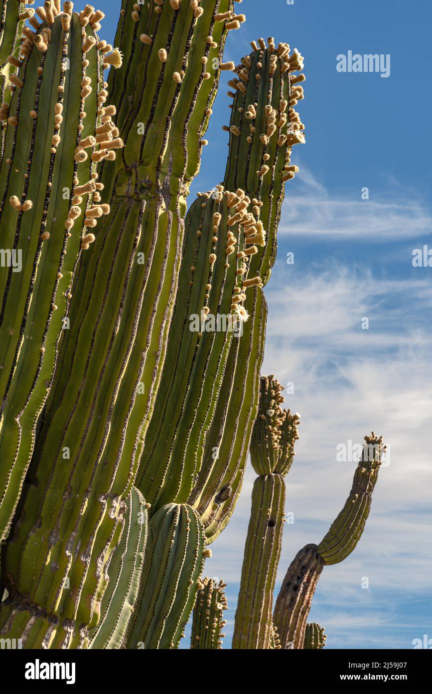 Tronchi multipli a coste e succulenti di cactus gigante messicano, pachycereus pringlei, con germogli e fiori bianchi. Foto Stock
