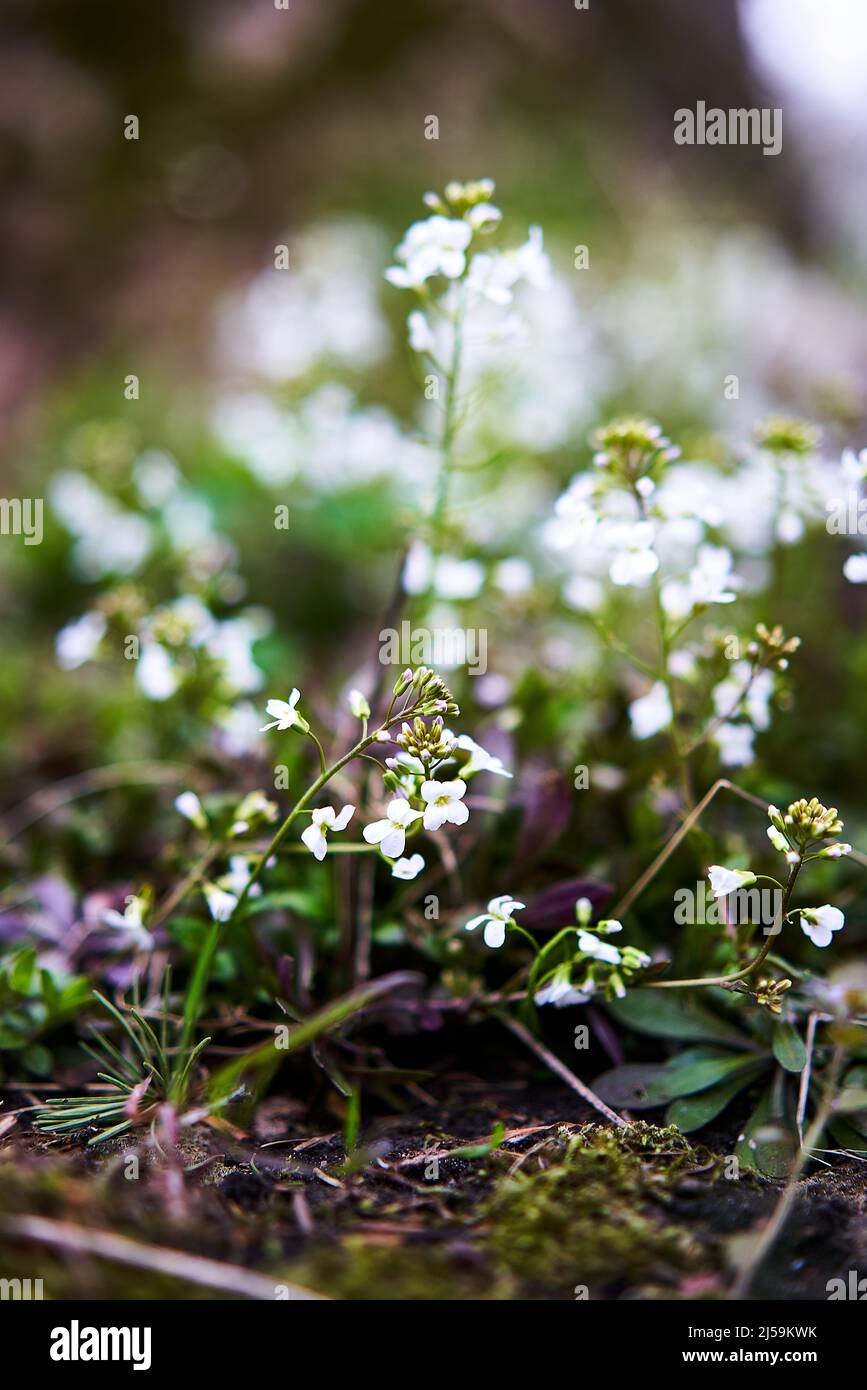Fiorenti piccoli fiori bianchi Foto Stock