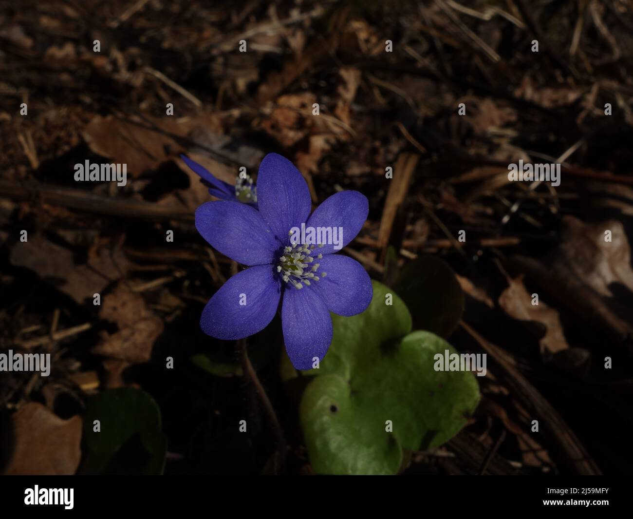 Primo piano del fiore blu di primavera Anemone Hepatica, con le foglie appassite dello scorso anno sul pavimento della foresta. Foto Stock