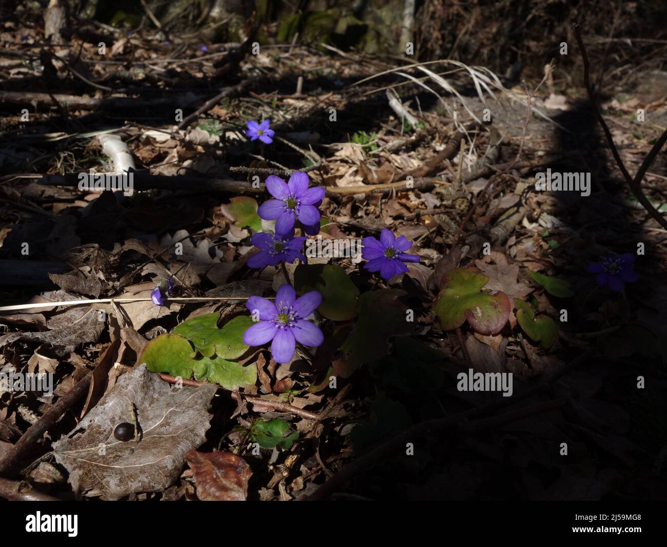 Il pavimento della foresta nella foresta decidua torna alla vita, quando Anemone Hepatica sbircia con i suoi fiori blu. Foto Stock