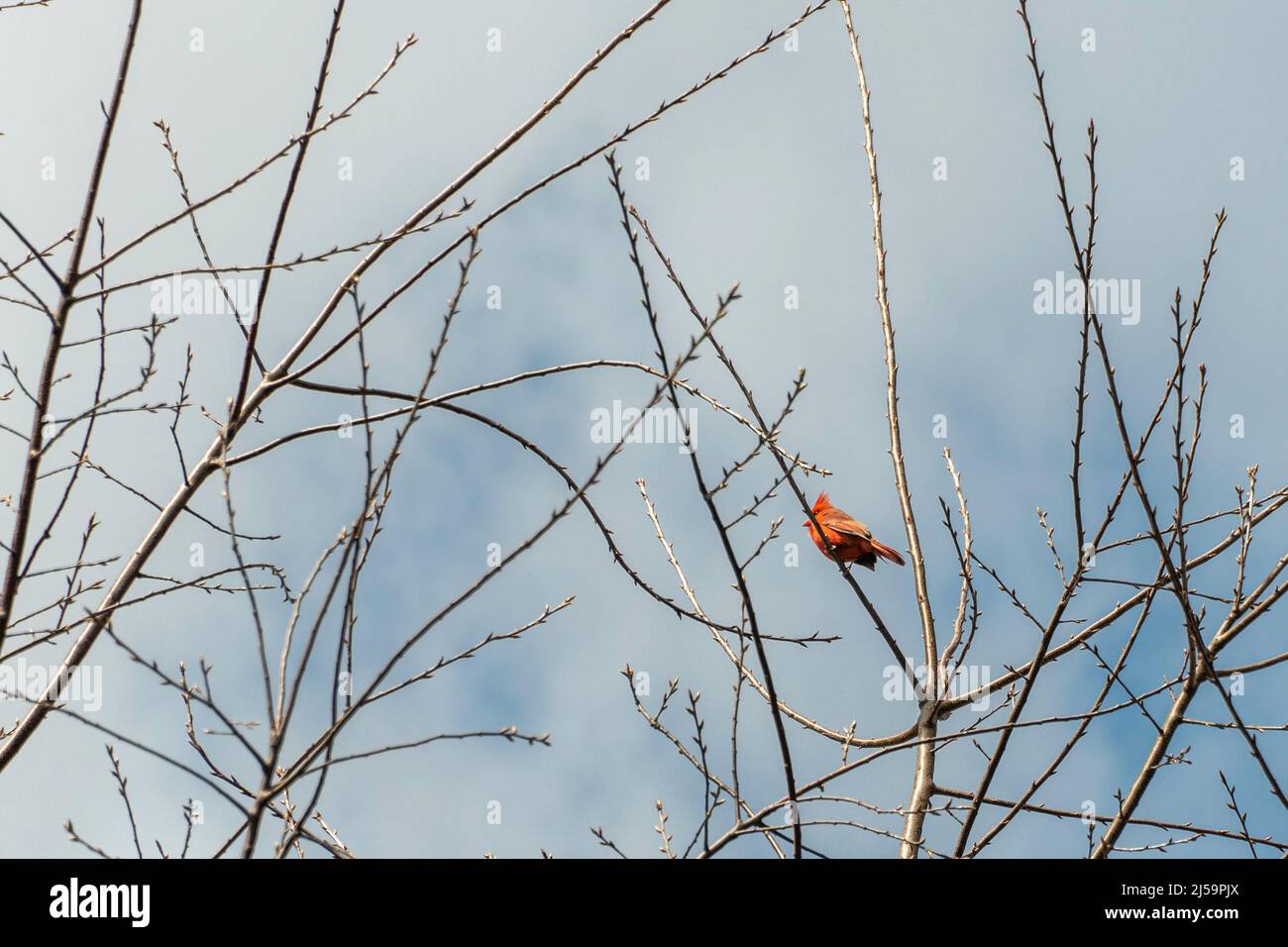 Un uccello cardinale siede su un albero e chiama la femmina con la sua canzone Foto Stock