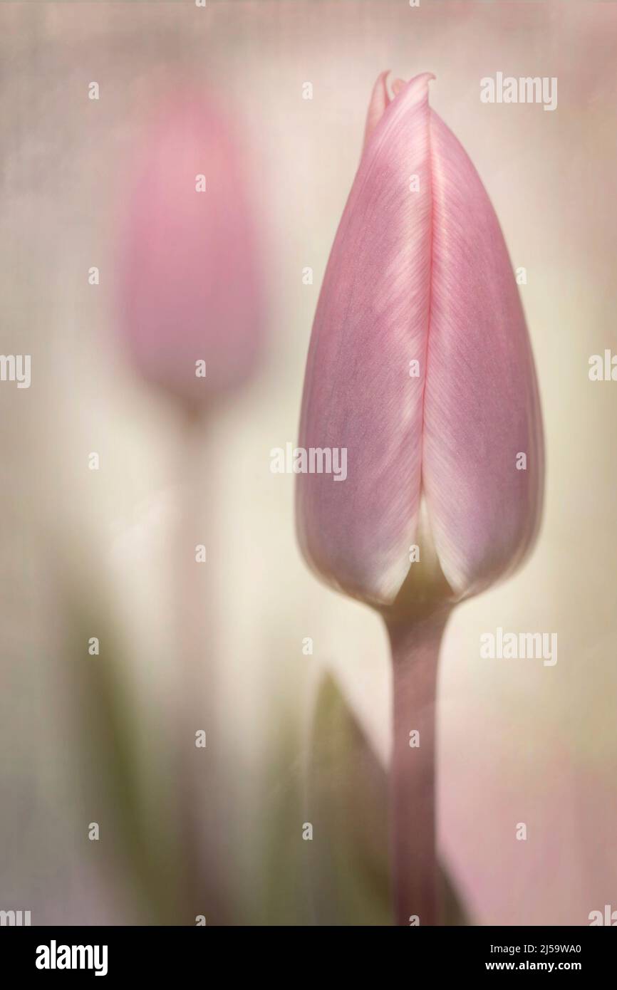 Una bella immagine morbida di germogli tulipano rosa poco prima della piena fioritura. L'immagine consente di ottenere una stampa straordinaria. Foto Stock