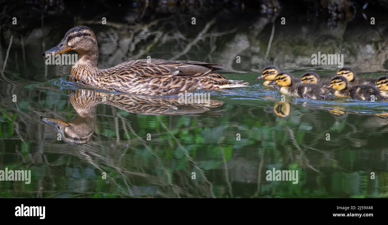 Femmina Mallard sull'acqua con anatroccoli di bambino che seguono in una fila Foto Stock