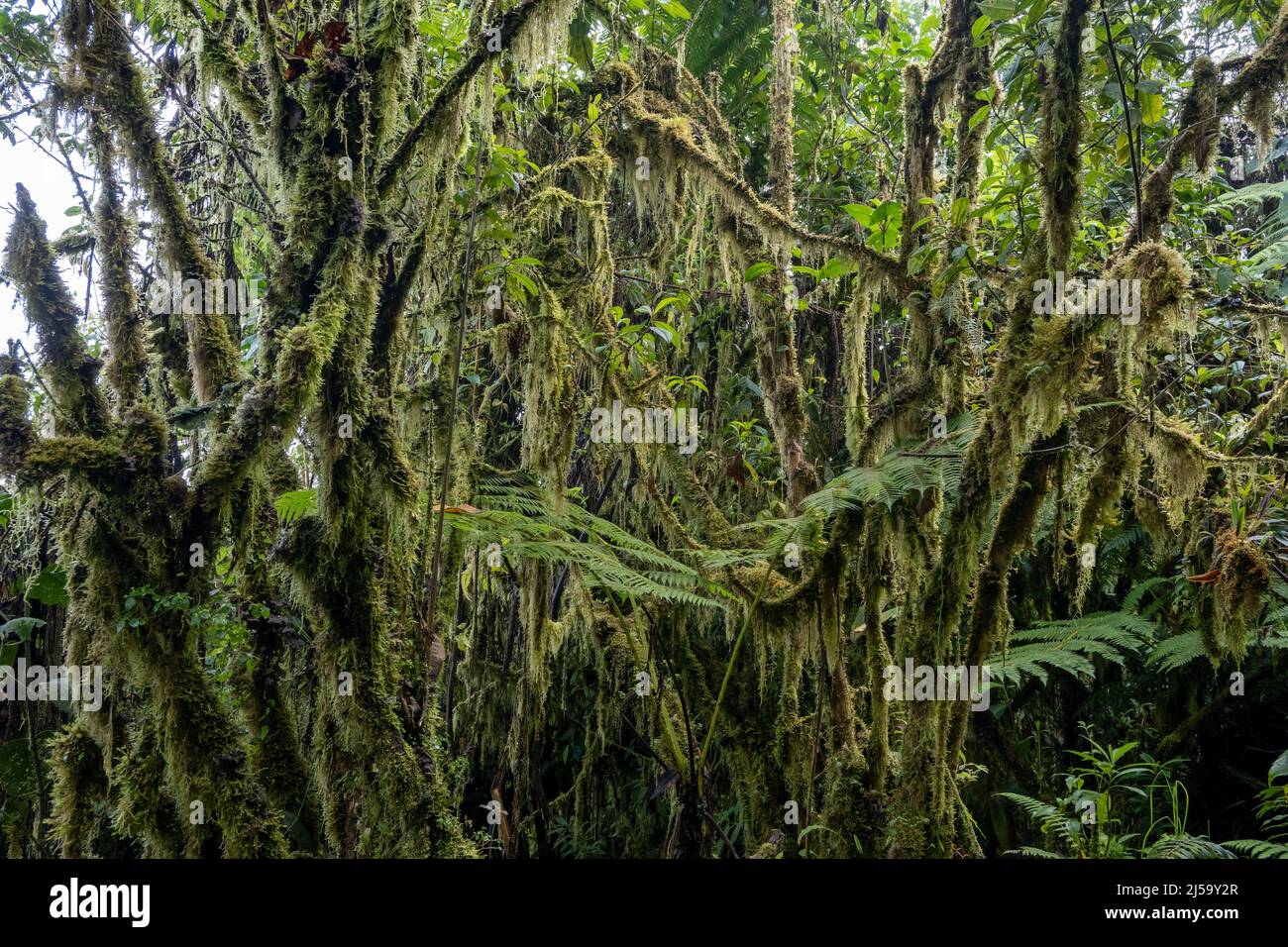 Muschio drappeggiato alberi nella foresta pluviale. Colombia, Sud America. Foto Stock