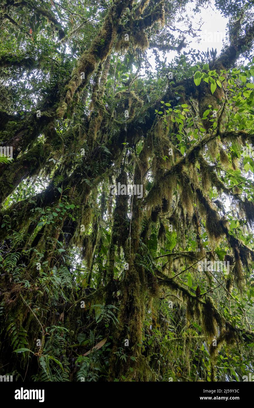 Muschio drappeggiato alberi nella foresta pluviale. Colombia, Sud America. Foto Stock