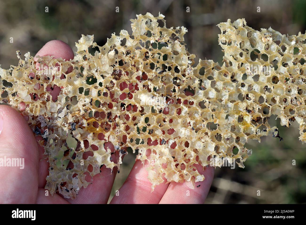 Cornice di ape di cera mangiata dai parassiti. Cera per falda. Parassiti di orticaria attiva. Galleria mellonella specie in un nido d'ape senza api. Foto Stock