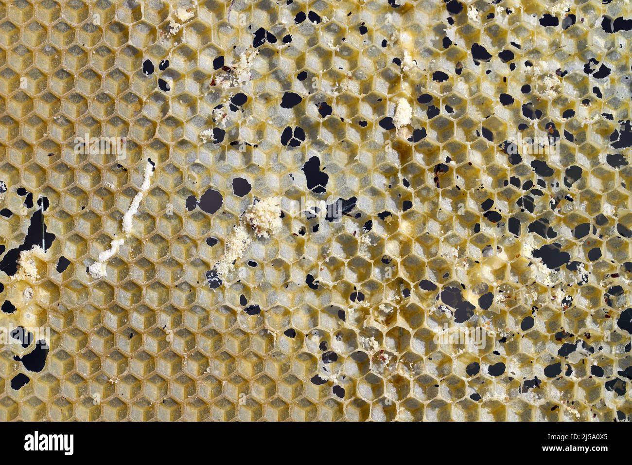 Cornice di ape di cera mangiata dai parassiti. Cera per falda. Parassiti di orticaria attiva. Galleria mellonella specie in un nido d'ape senza api. Foto Stock