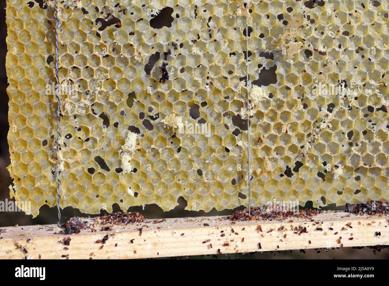 Cornice di ape di cera mangiata dai parassiti. Cera per falda. Parassiti di orticaria attiva. Galleria mellonella specie in un nido d'ape senza api. Foto Stock